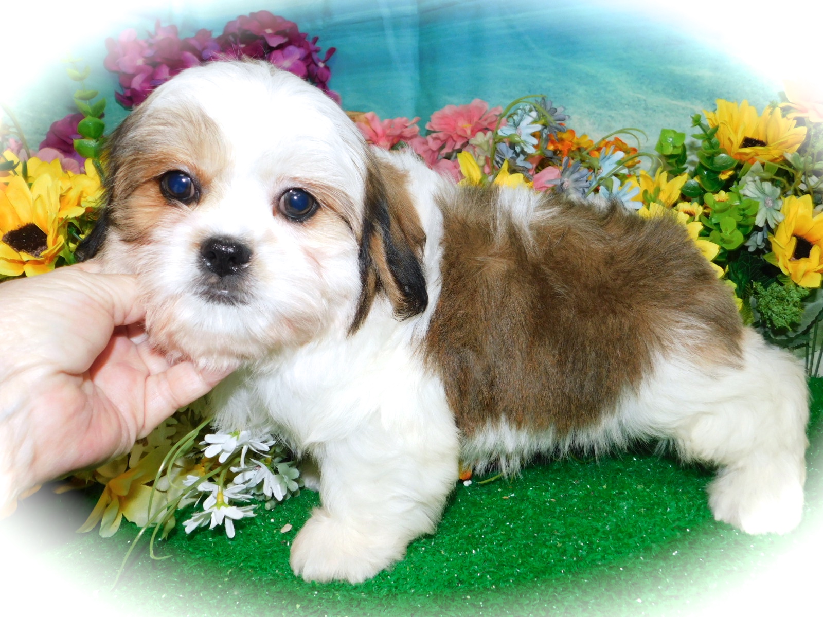 HugAPup The Puppy Specialists